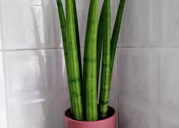 Apartamento Estia Nauplia